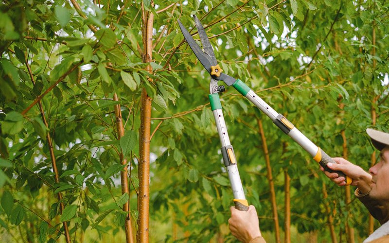 Tree trimming in Ninole, HI